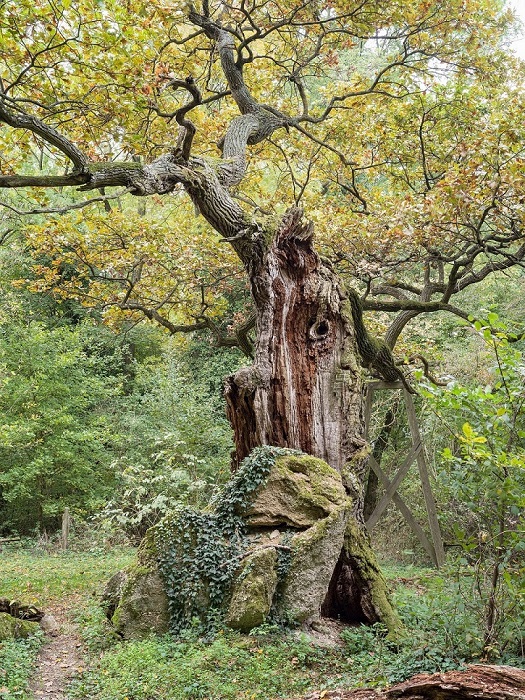 Évgyűrűkben őrzött történetek a Folly Arborétumban