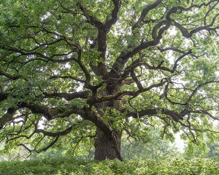 Évgyűrűkben őrzött történetek a Folly Arborétumban