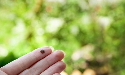 Május a Lyme-kór hónapja