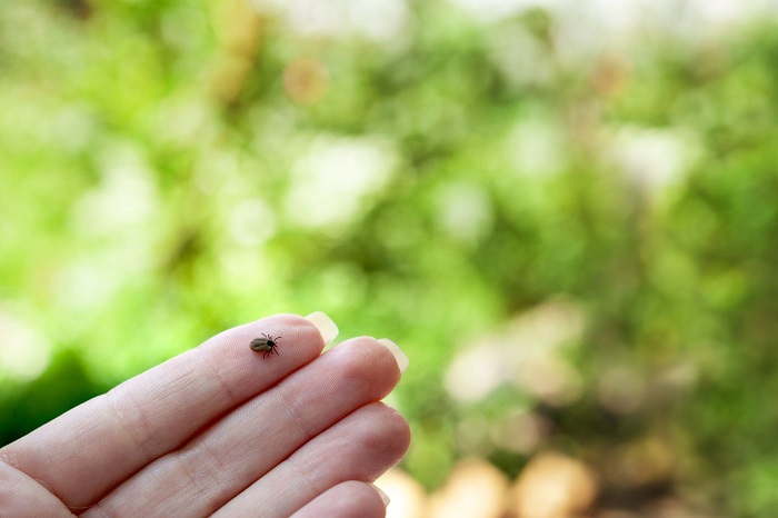 Május a Lyme-kór hónapja