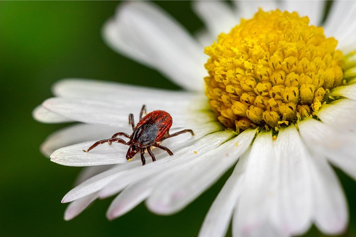 Május a Lyme-kór hónapja