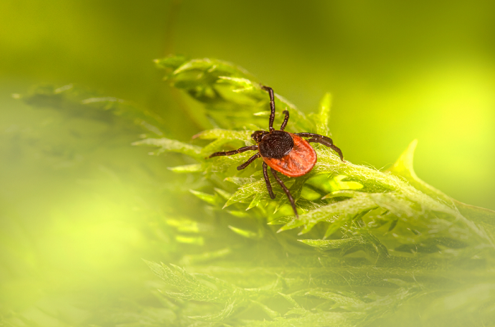 Miért fontos, hogy mit eszem, ha Lyme-kóros vagyok?