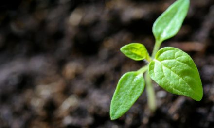 Biomódszerekkel is lehet védekezni a kerti kártevőkkel szemben