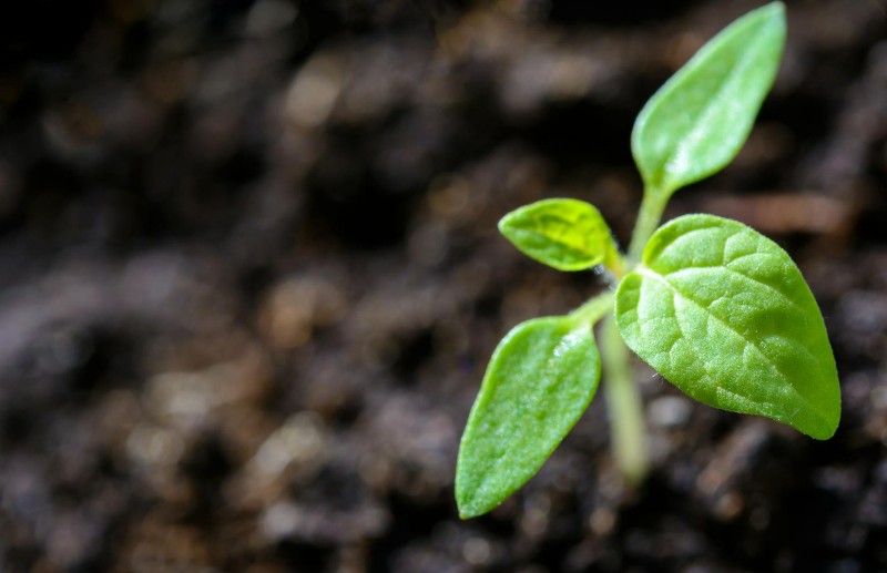 Biomódszerekkel is lehet védekezni a kerti kártevőkkel szemben