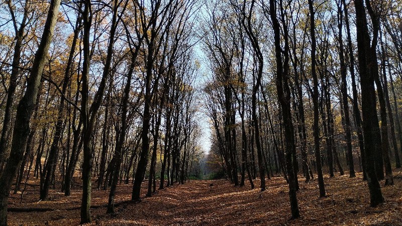 Csörsz-árok – A Gödöllői-dombság titkos védvonala