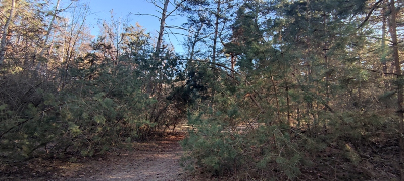 Betyár-dombi tanösvény - Túra egy hajdanvolt katonai gyakorlóterületen