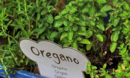 Oregánó, a természet antibiotikuma