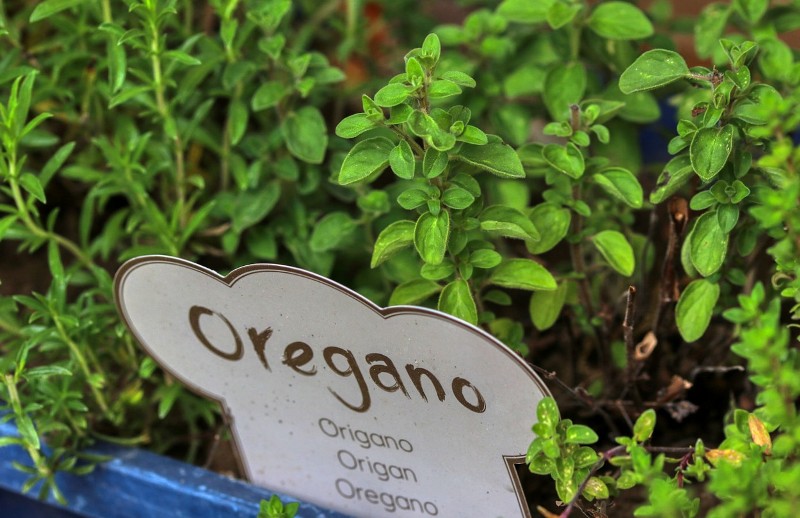 Oregánó, a természet antibiotikuma