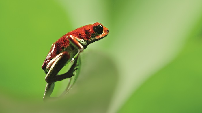 Őszi vasárnapok David Attenborough társaságában a Dunán