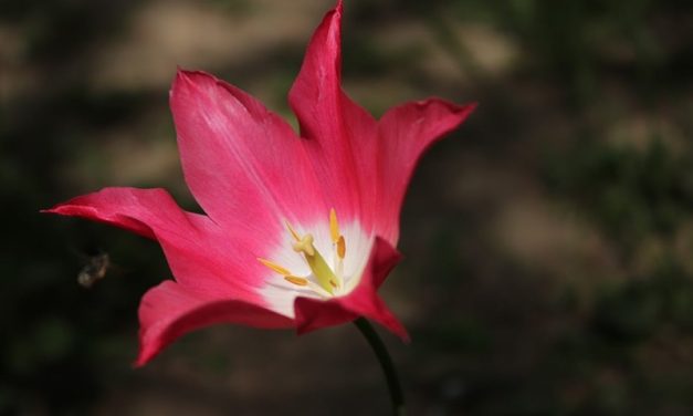 Tulipán és zsálya – Kiállítás – Hagyományok Háza