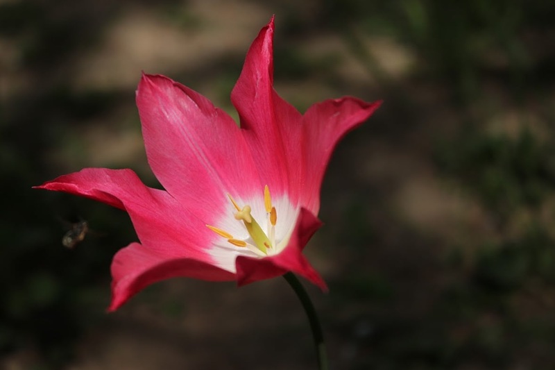 Tulipán és zsálya – Kiállítás – Hagyományok Háza
